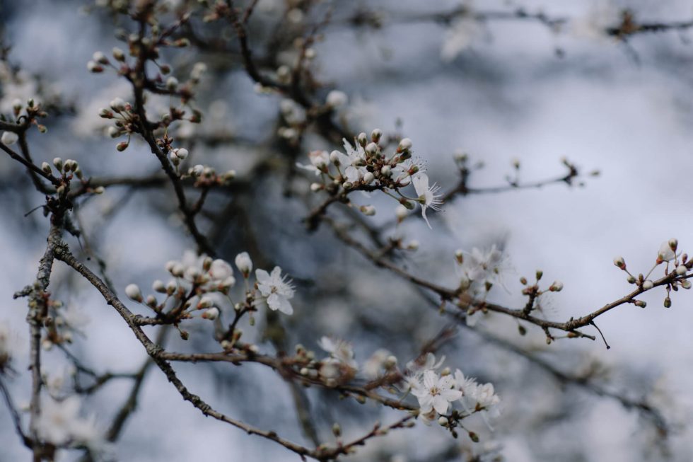 London Wedding Planner Fulham Palace Blossom
