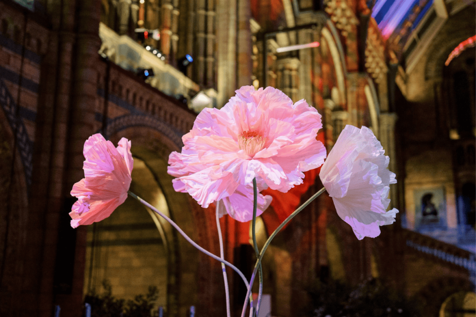 Giant poppy installation at Natural History Museum